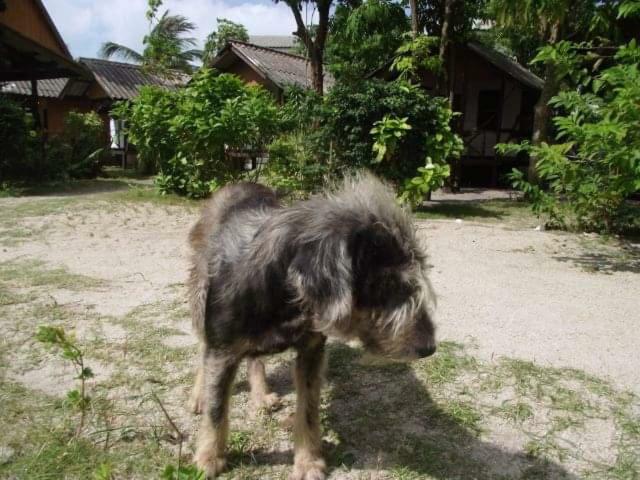 Phangan Island Baan Tai Exterior photo